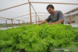 Perkebunan sayuran hidroponik mulai berkembang di Gorontalo