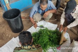 Tanah Bumbu residents trained to make biological fertilizer