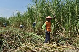 PTPN X fokus tiga sasaran utama pada 2021