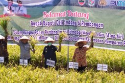 Pemkab apresiasi panen padi perdana  di Hamparan Perak