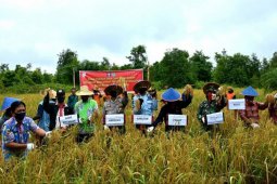 Narapidana jadi  petani , dilibatkan olah lahan tidur menjadi tanaman padi