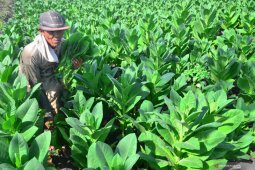 Harga tembakau anjlok, pemerintah pusat diminta turun tangan