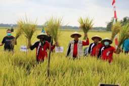 Pringsewu luncurkan layanan informasi penyuluh pertanian