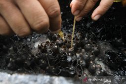 Permintaan Madu Lebah Kelulut Meningkat