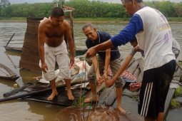 Musi Banyuasin dorong masyarakat peduli dan jaga biota sungai