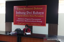 Dosen UMM temukan lempuyang gajah untuk perbaikan performa ayam broiler