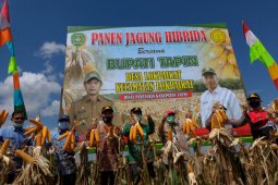 Tapin siap jadi sentra jagung hibrida di Kalsel
