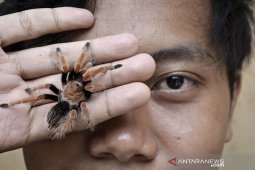Peternak Tarantula di Garut