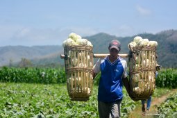 Harga kubis anjlok