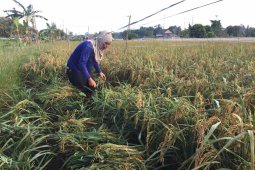 Pemerintah Bangka Tengah dorong petani budidayakan padi organik