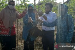 Ketua TP-PKK Kaltim Norbaiti panen singkong di Desa Tapis
