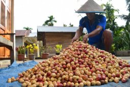 Pandemi COVID-19 berpengaruh harga jual buah pala, begini penjelasan petani Abdya