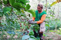 Kopi Gucialit Lumajang  dipasarkan juga ke luar negeri