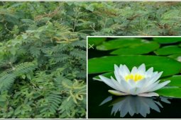 HSU suggests farmers to plant lotus to kill weeds