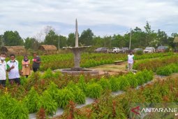 Warga Bangka kembangkan agrowisata bunga celosia