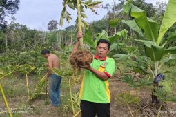 Pemkab Balangan dukung petani kembangkan ubi porang
