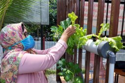 Panen selada air pola tanam Hydroponic di era COVID