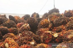 Harga CPO Jambi naik tipis Rp34 per kilogram
