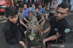 BKSDA evakuasi buaya muara