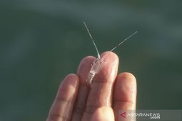 DPR sebut penyelundupan lobster cederai hukum