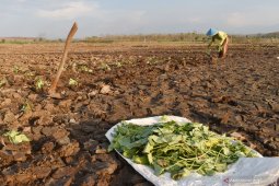 Petani Manfaatkan Areal Waduk Dawuhan