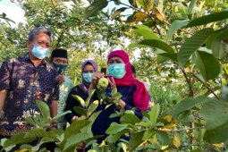 Sensasi petik jambu kristal dari pohonnya