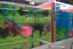Produksi ikan budidaya di Bengkulu terus merosot