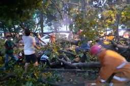 Pohon tumbang timpa empat sepeda motor di Kota Bogor