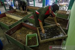 Budidaya Maggot pengurai sampah