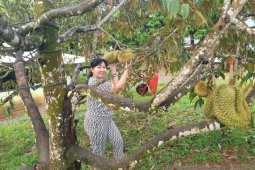 DPRD Gorut dukung cita-cita bupati kembangkan potensi wisata buah