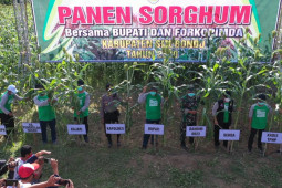 Bupati Situbondo: sorgum solusi peternak di musim kemarau