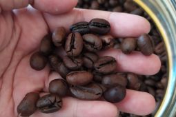 Pemohon layanan uji mutu kopi di Jawa Barat meningkat