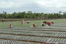 ISMI kembangkan budidaya tanaman bawang merah di Aceh Barat