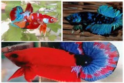 Penggiat ikan hias "Betta Langkat Berseri" semakin berkembang