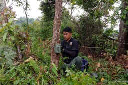 BKSDA pasang kamera penjebak pantau satwa liar pemangsa ternak