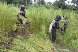 Pemusnahan ganja di Aceh Besar