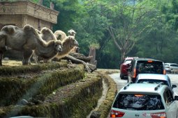 Menyatukan narasi untuk menghentikan pandemi