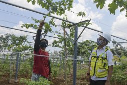 Semen Indonesia  gandeng Kementan budidayakan tanaman buah