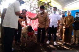 Pemkab Garut dan Agro Surya salurkan 56 domba untuk penuhi kebutuhan gizi warga