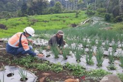 Kebun Bawang Daun binaan PT SMGP di Desa Hutajulu