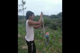 Kelompok Tani Al Barokah di Batanghari ciptakan alat memupuk tanpa menunduk