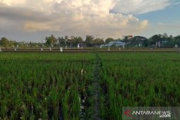 Pemkab Belitung targetkan 100 hektare sawah masuk asuransi tani