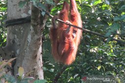 BKSDA: Seekor orang utan lahir di cagar alam Jantho