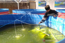 Pemkab Garut dorong pesantren budidaya lele sistem bioflok