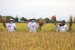 Aceh siap jaga program ketahanan pangan di tengah pandemi COVID-19