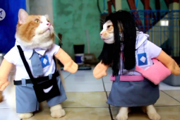 Busana khusus kucing yang lucu
