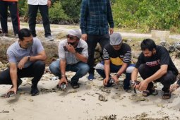Dukung Konservasi, Mualem Lepas Tukik di Pulau Banyak