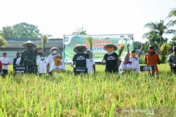 Bupati Lumajang dorong petani perluas lahan padi organik.