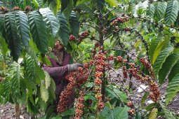 Batal magang di pabrik, mahasiswa Unja bikin produk kopi