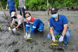 Pertamina Refinery Unit VII Kasim tanam ribuan pohon mangrove